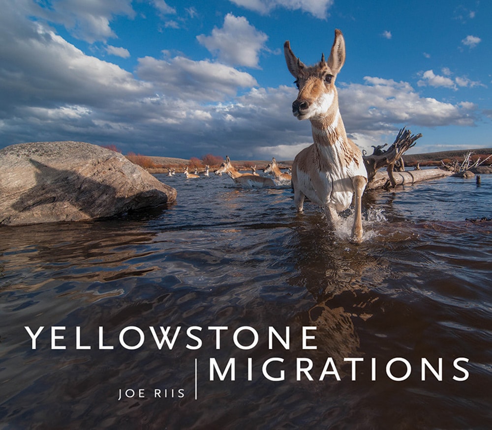 READING, WRITING, FISHING AND BIRD DOG TRAINING — YELLOWSTONE