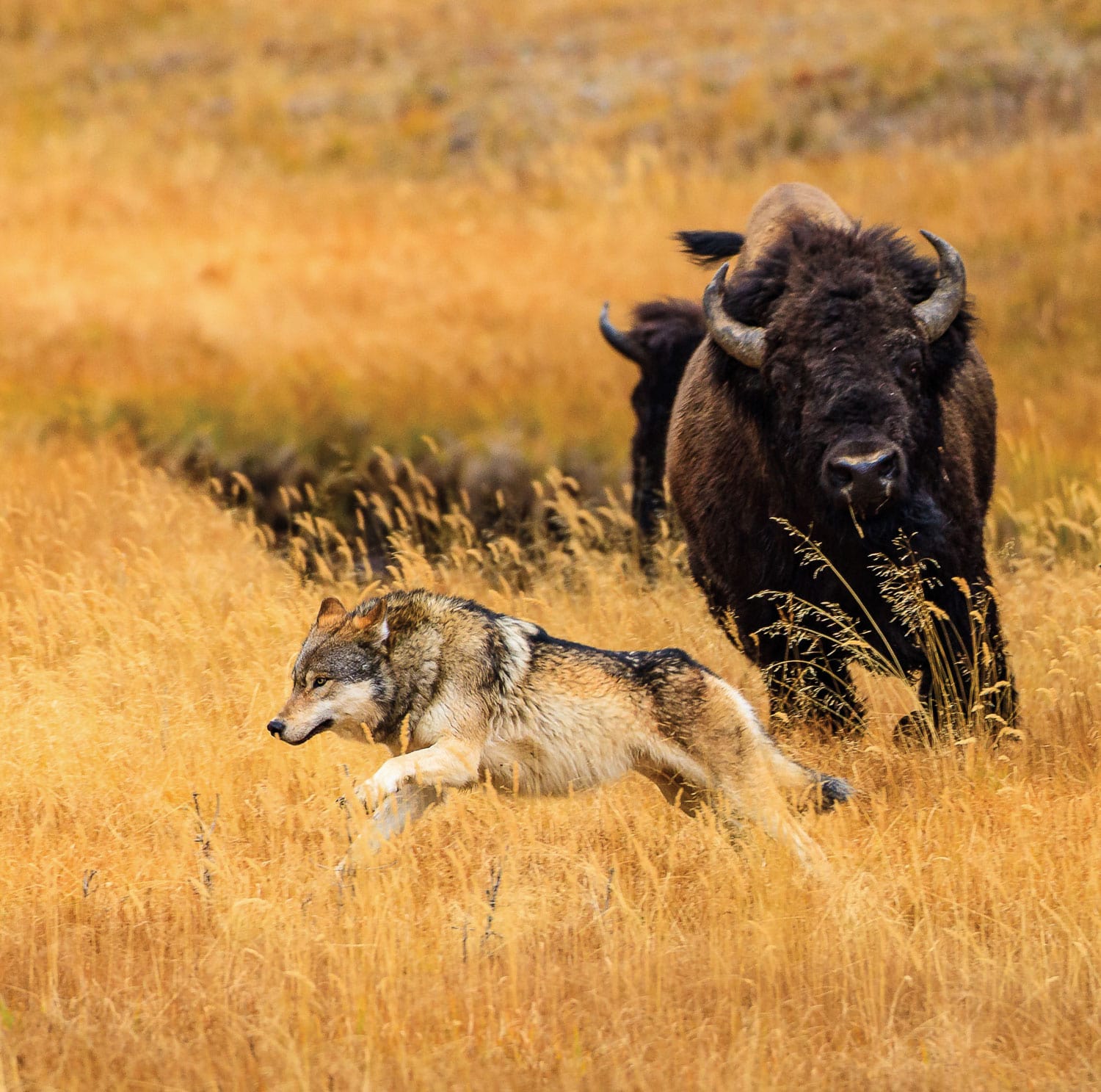 bison running from wolves