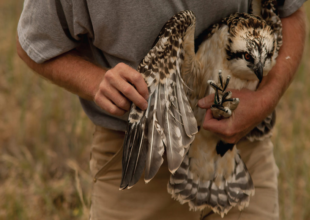 osprey project