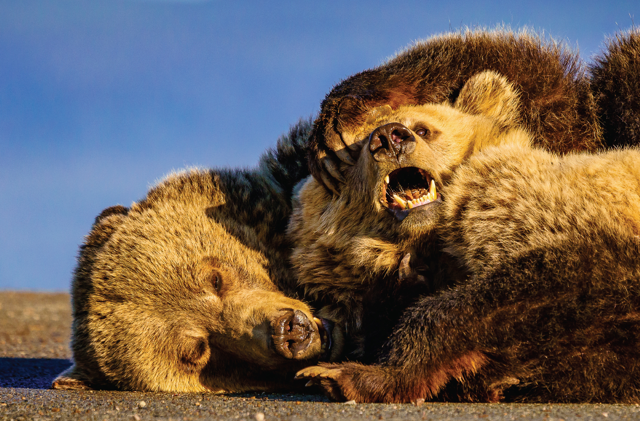 Bears In Montana