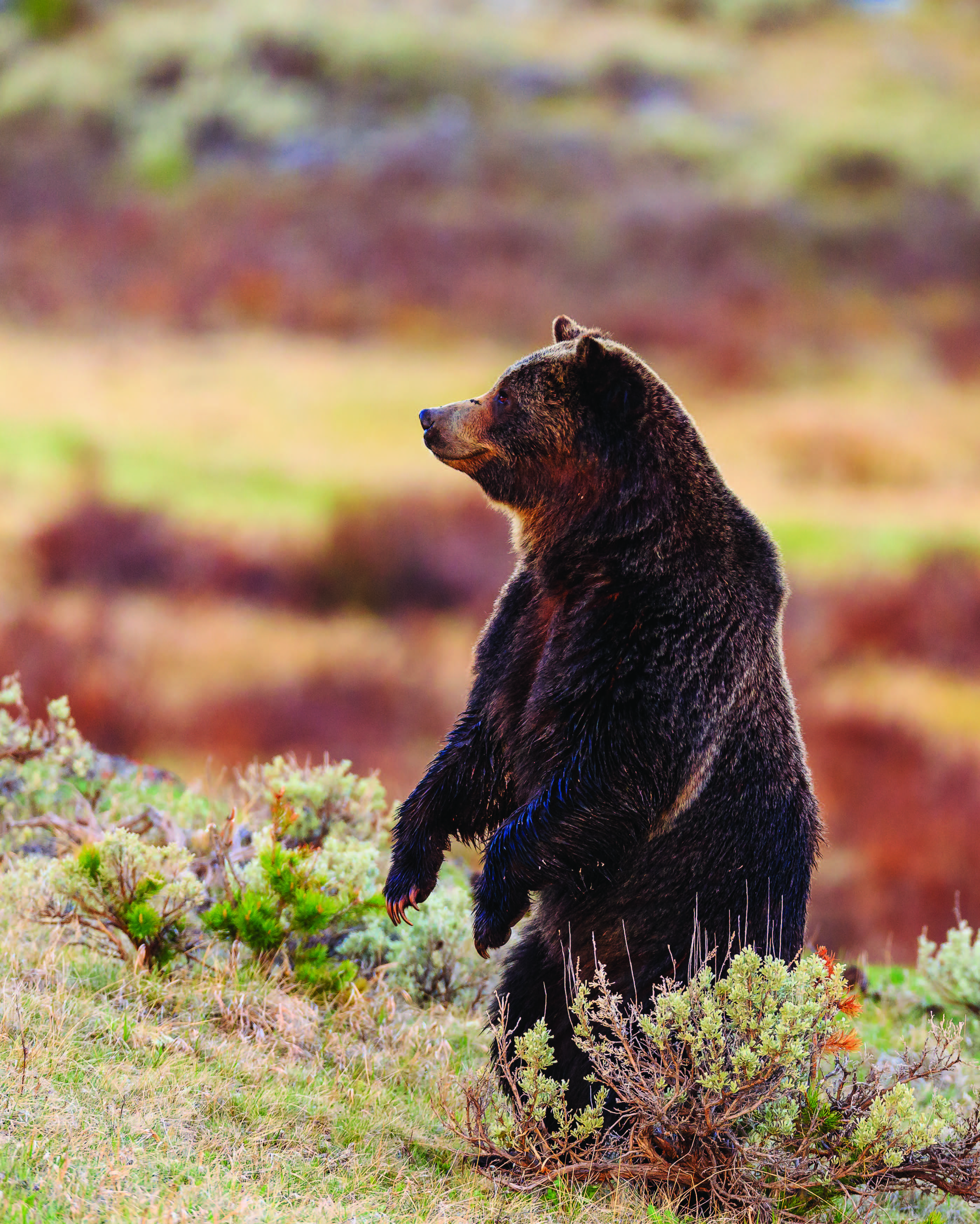 Bears In Montana