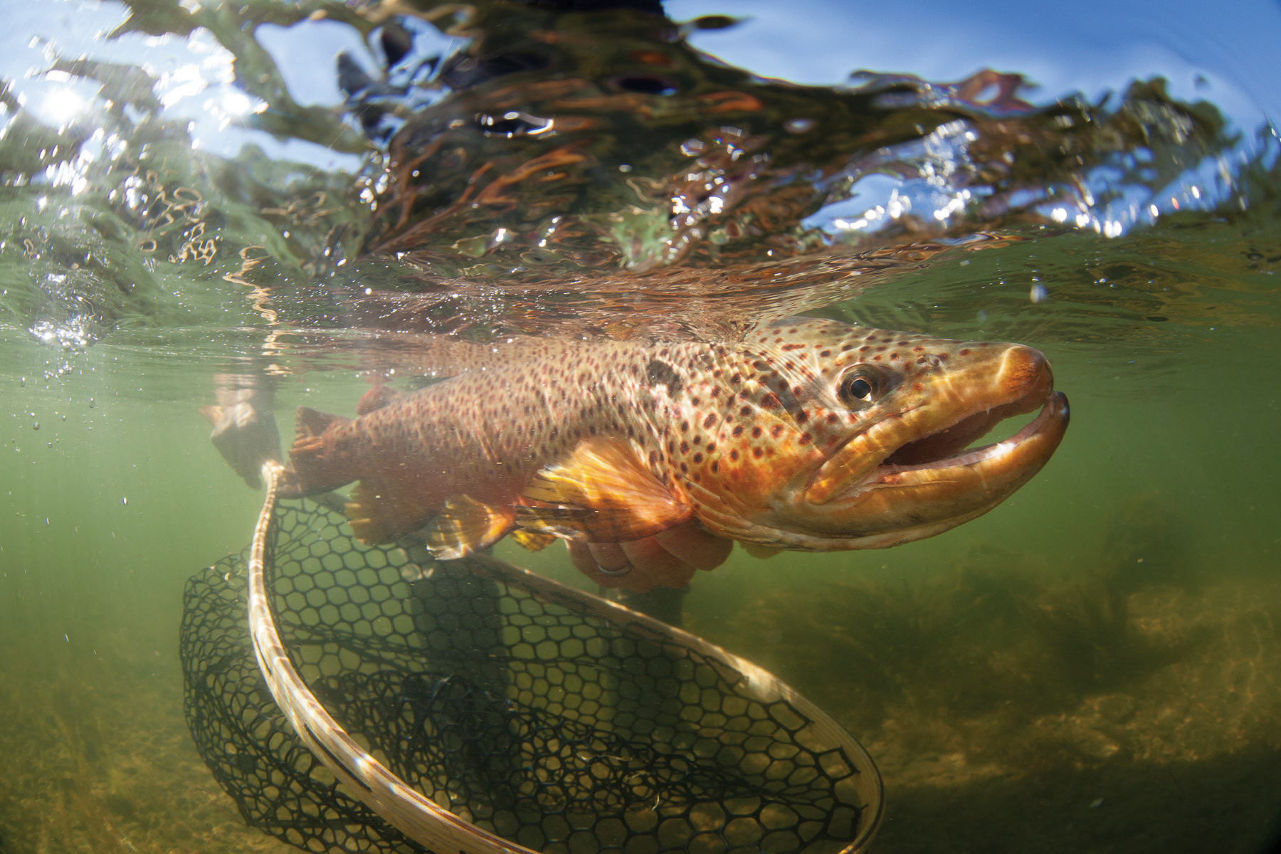 Late-Season Trout: Hook Up in Low, Clear Water - Game & Fish