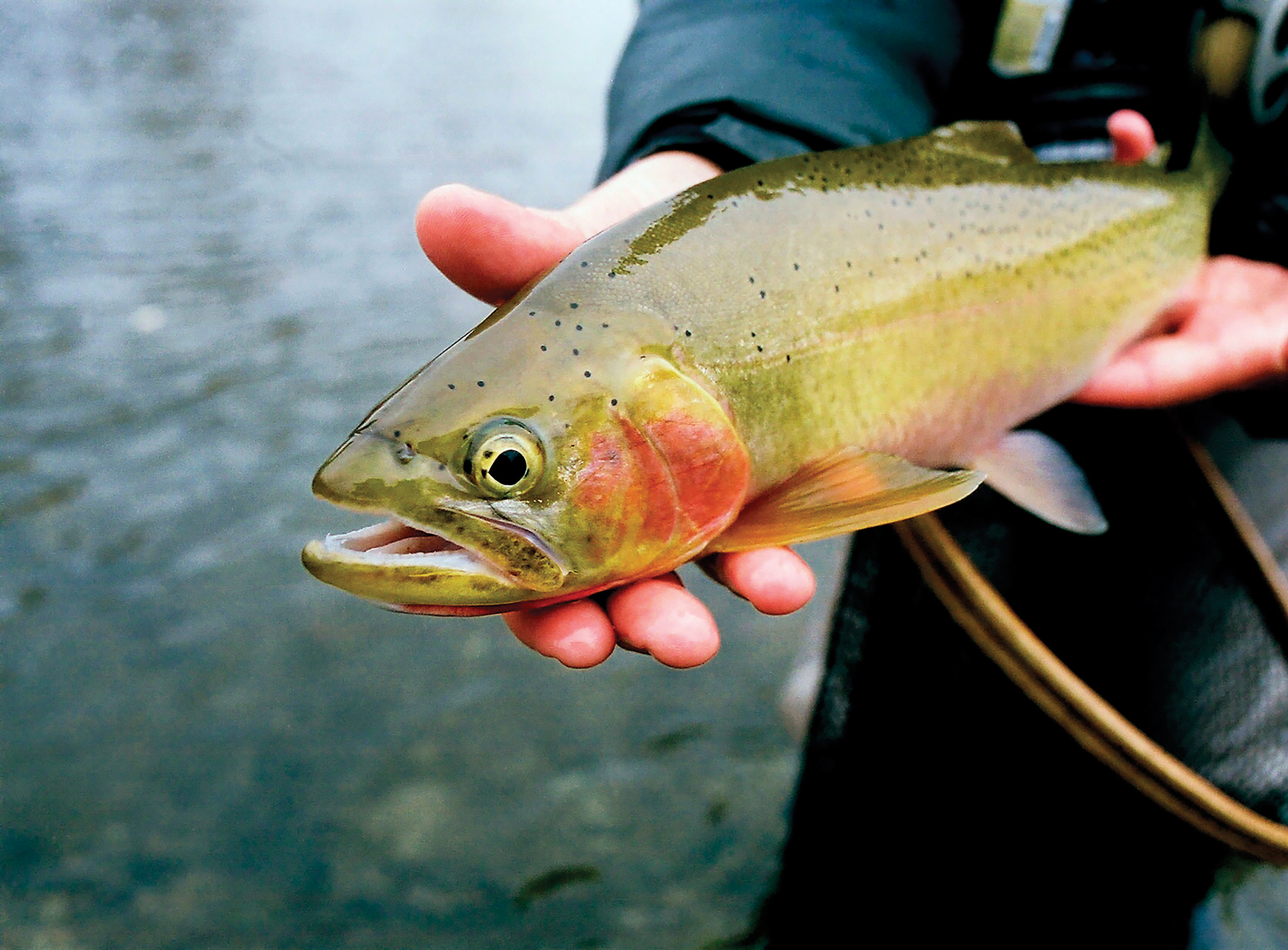 Fly Fishing - Mountain Lake Cutthroat - OROS Strike Indicator