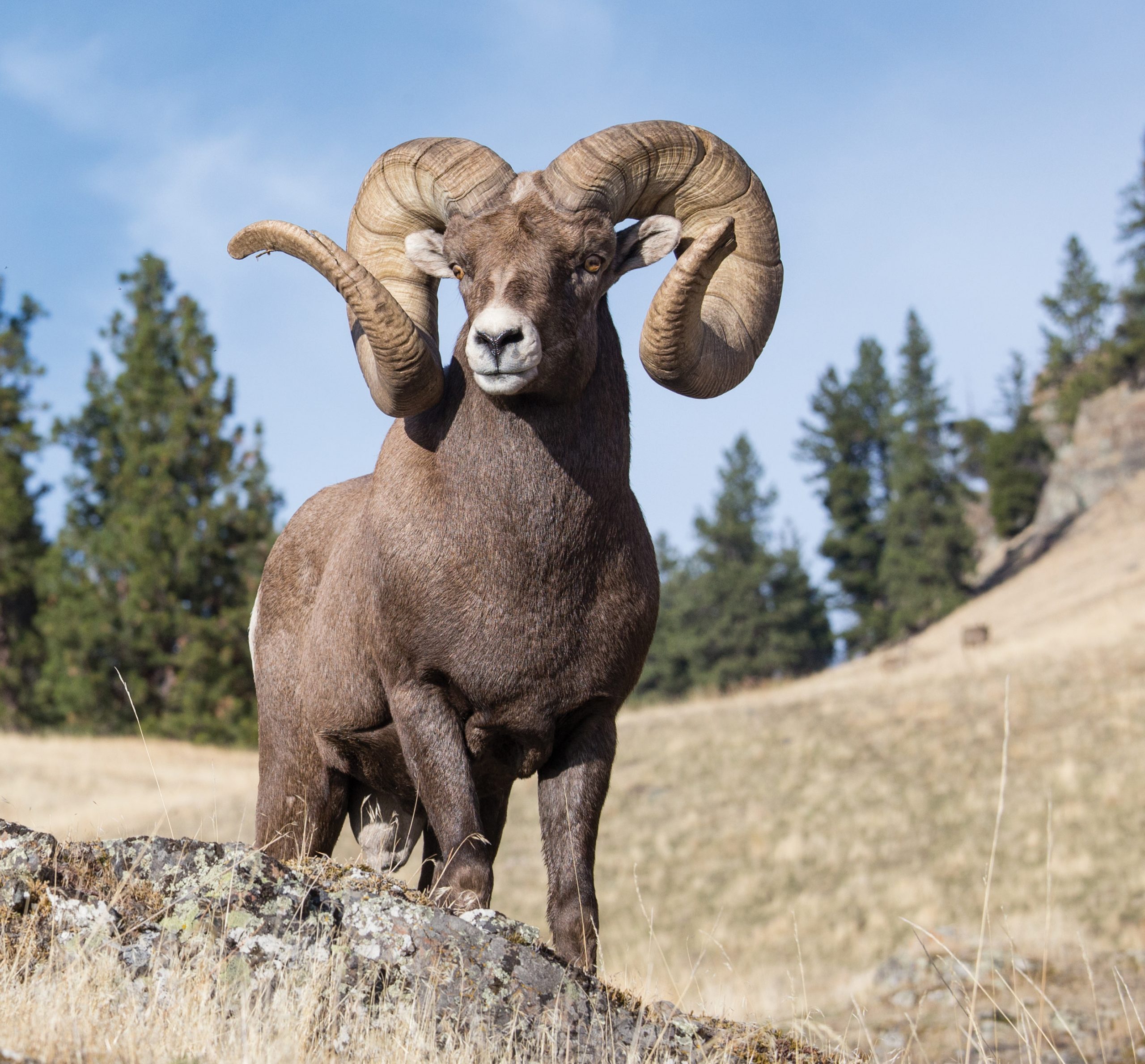 Ram Mystique: The Allure of Wild Sheep - Big Sky Journal