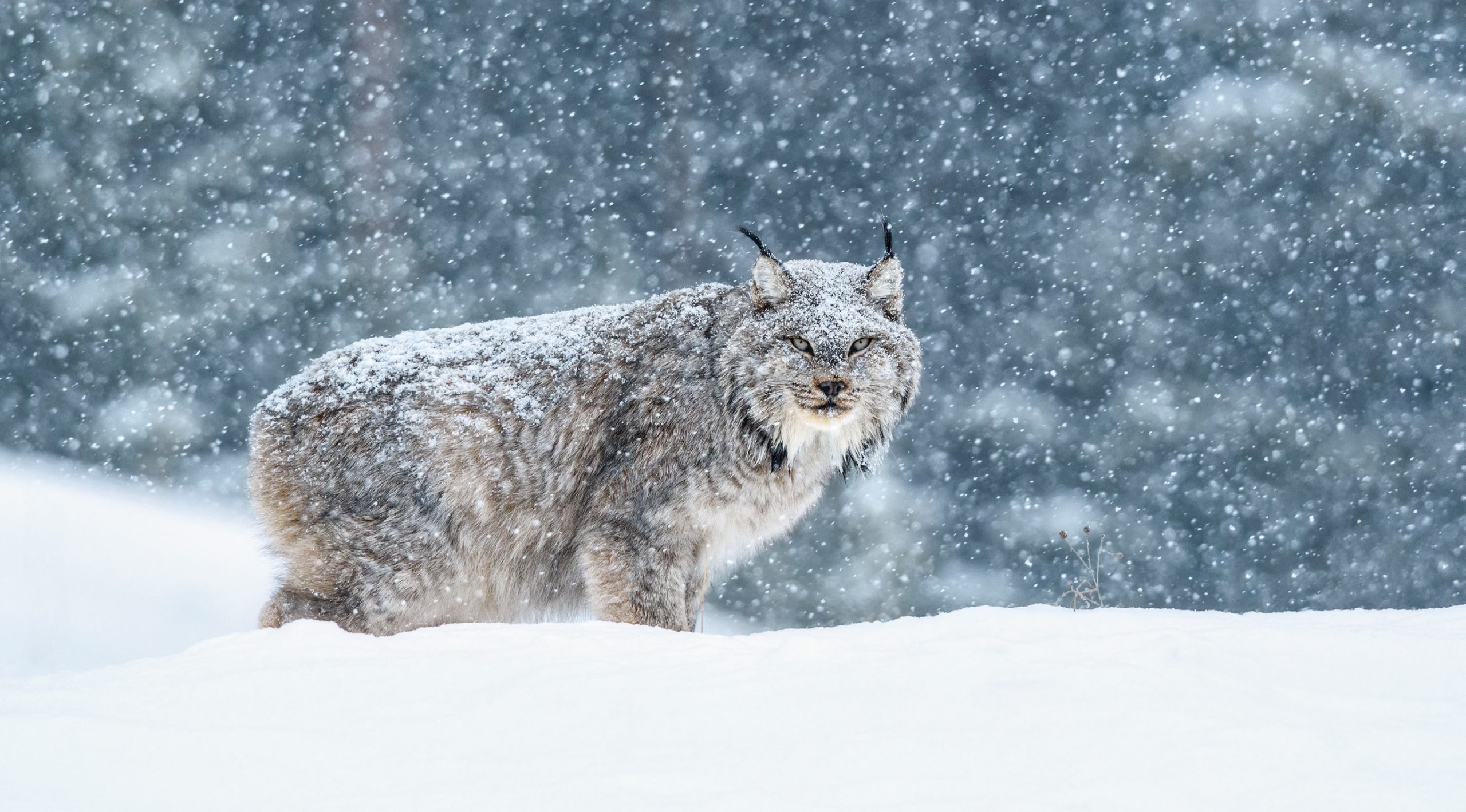 lynx tracks in snow