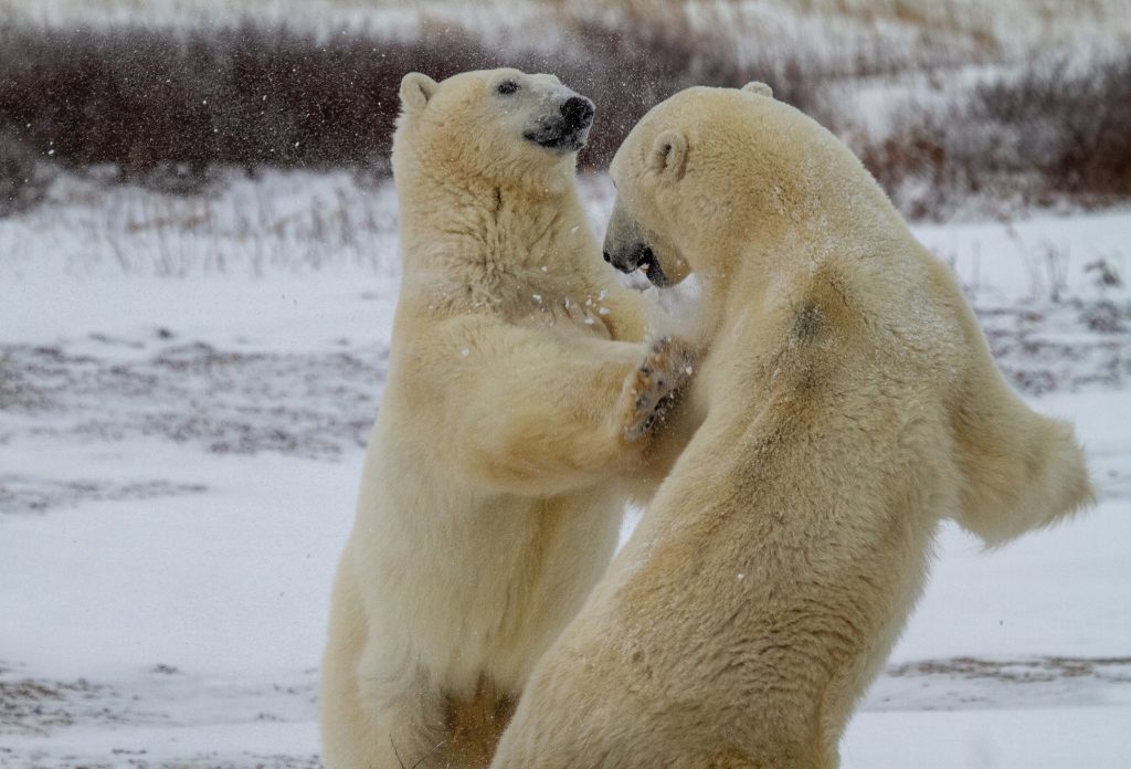 From the Tundra to the Treasure State - Big Sky Journal