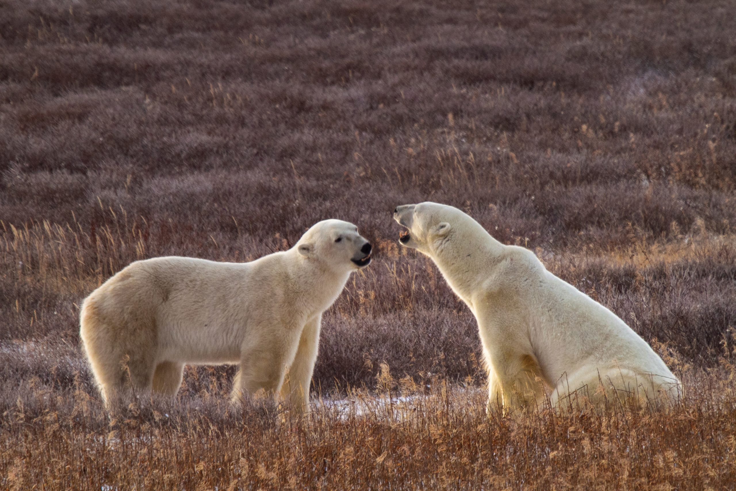 arctic tundra polar bear