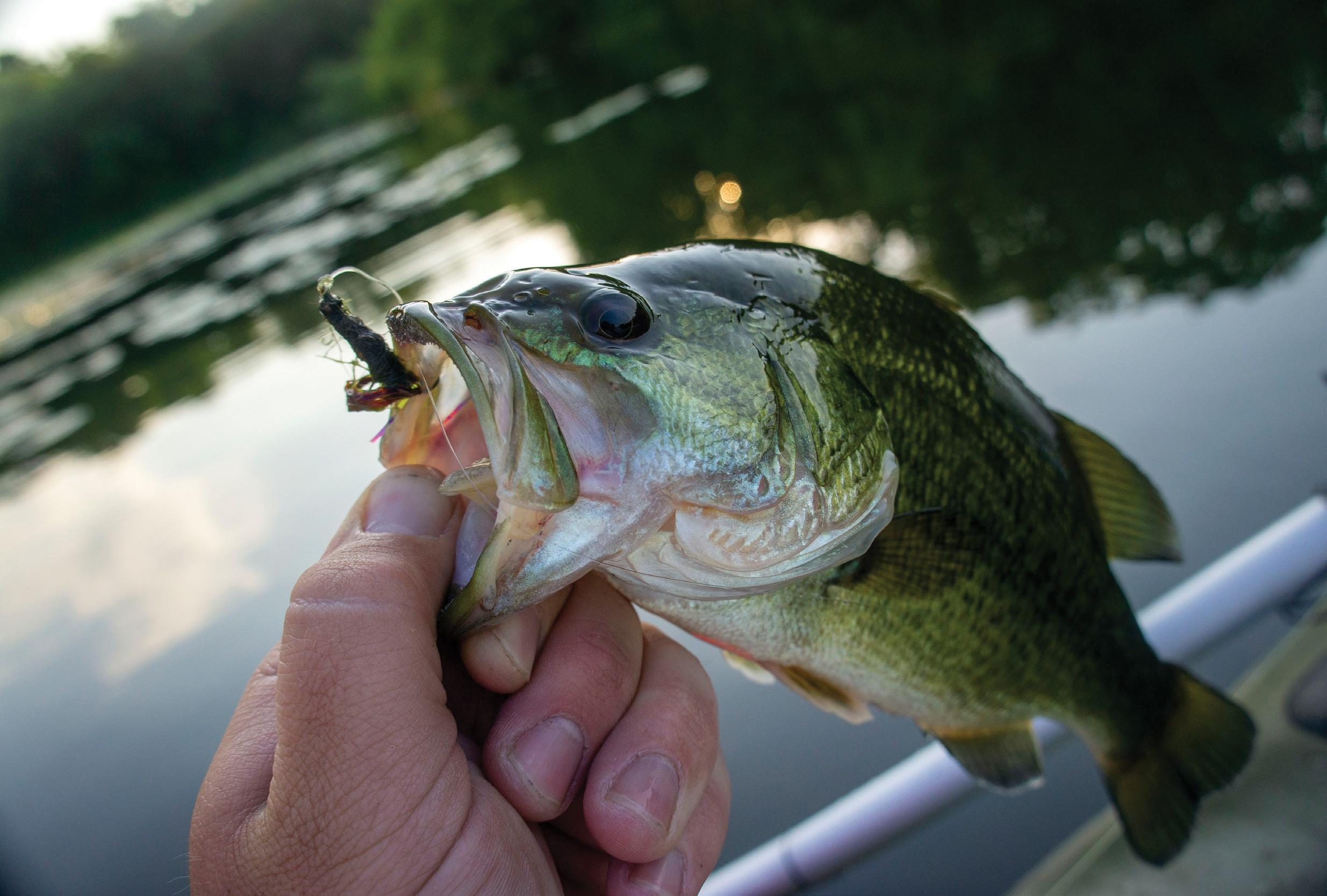 GIANT BASS Eats CRAPPIE on Wife's Tiny Fishing Rod! 