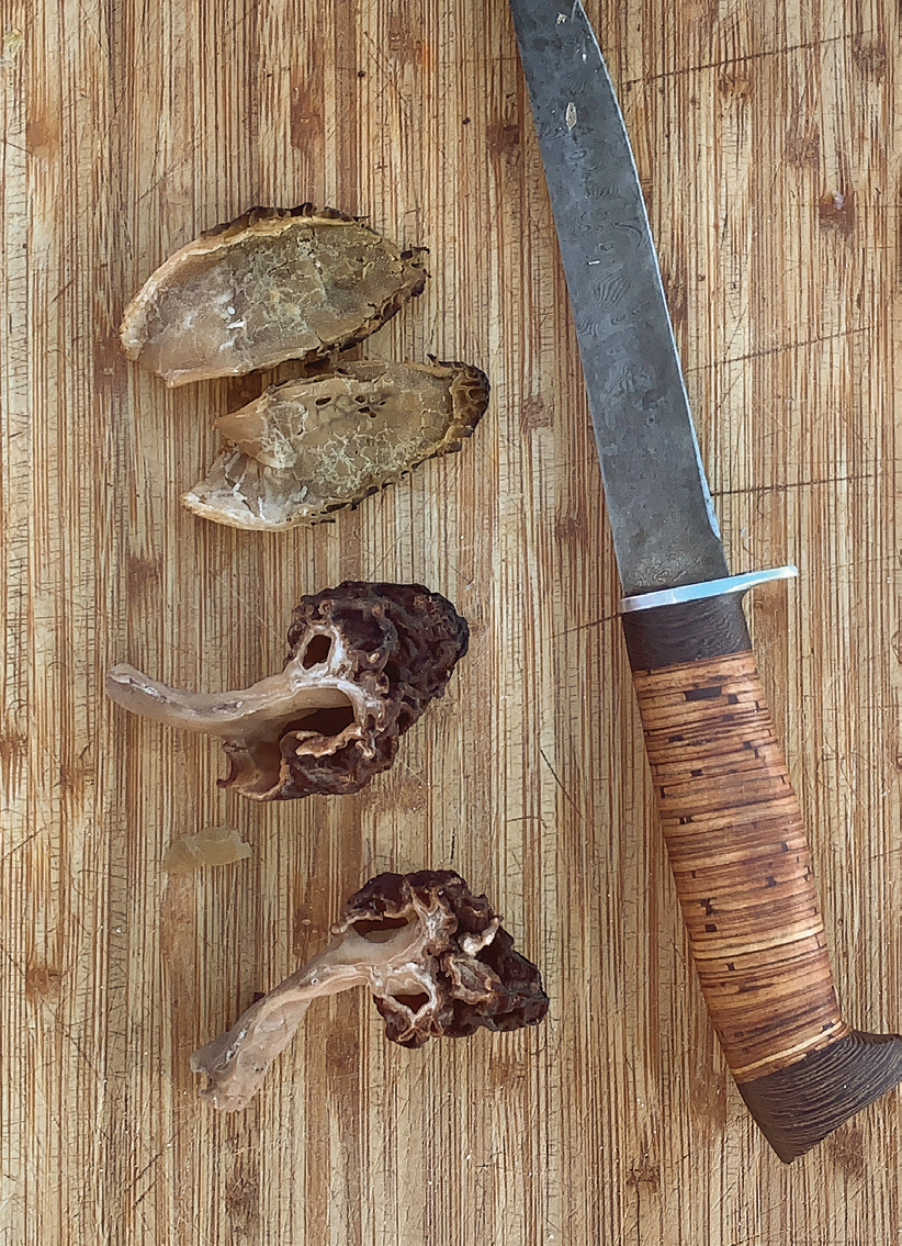 Spring Bounty Morels - Big Sky Journal