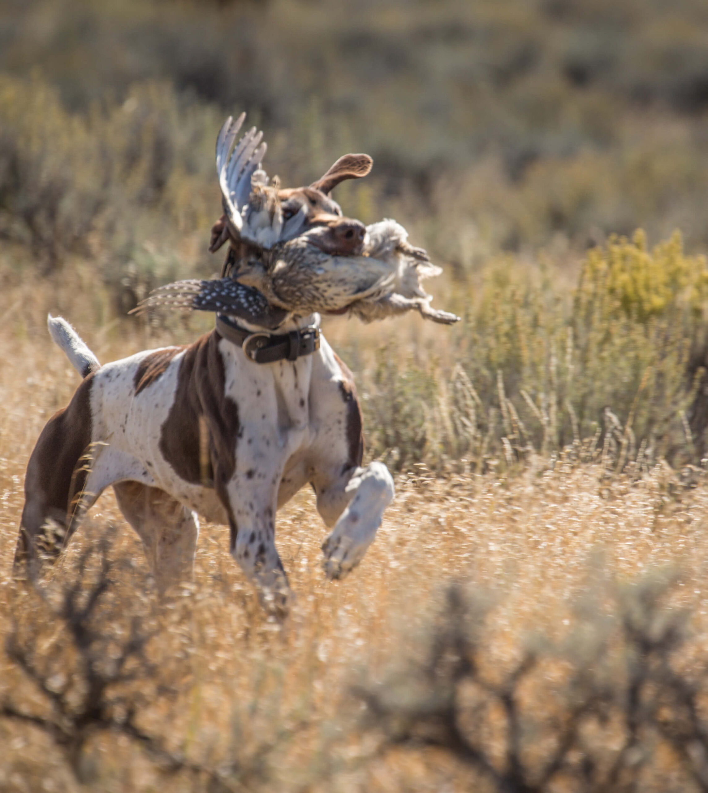 Quail hunting hot sale with pointers