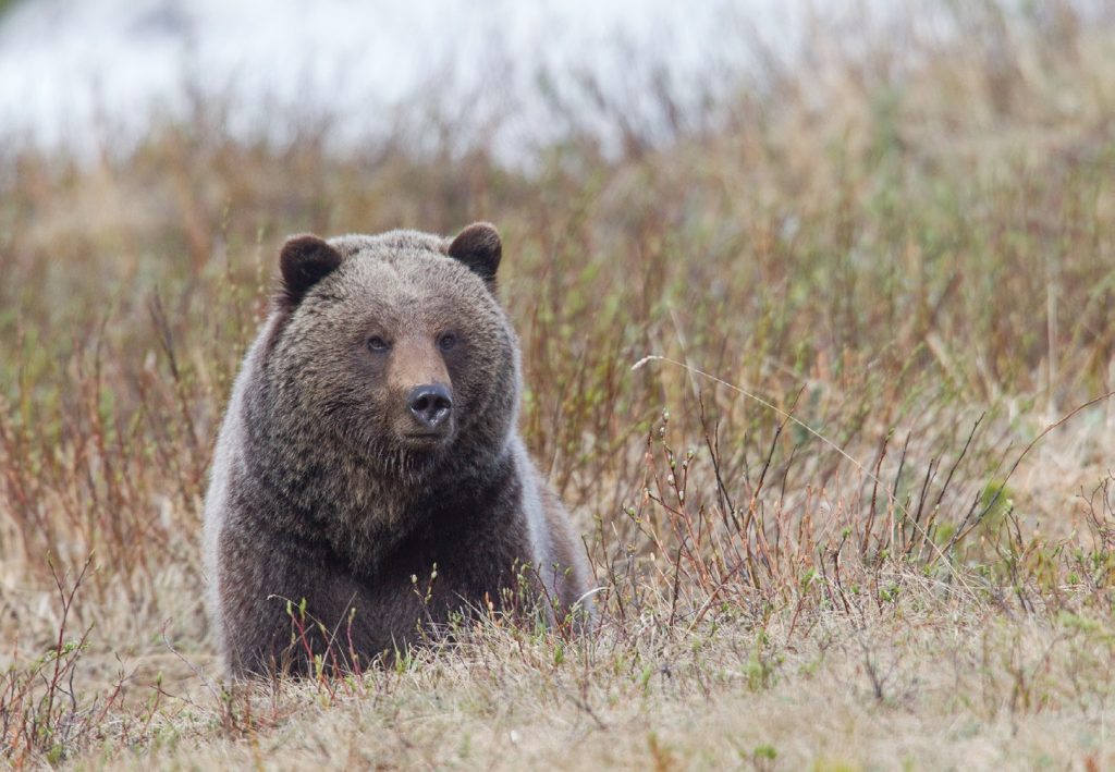 Grizzlies on the Move - Big Sky Journal