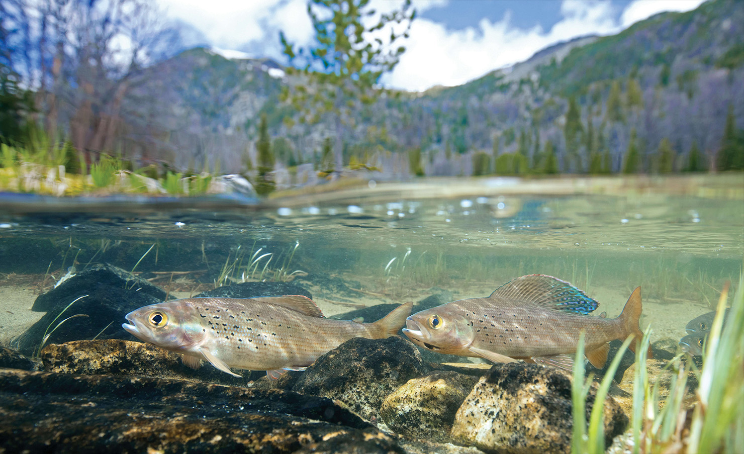 Grayling Fishing Returns to Michigan for the First Time in 100