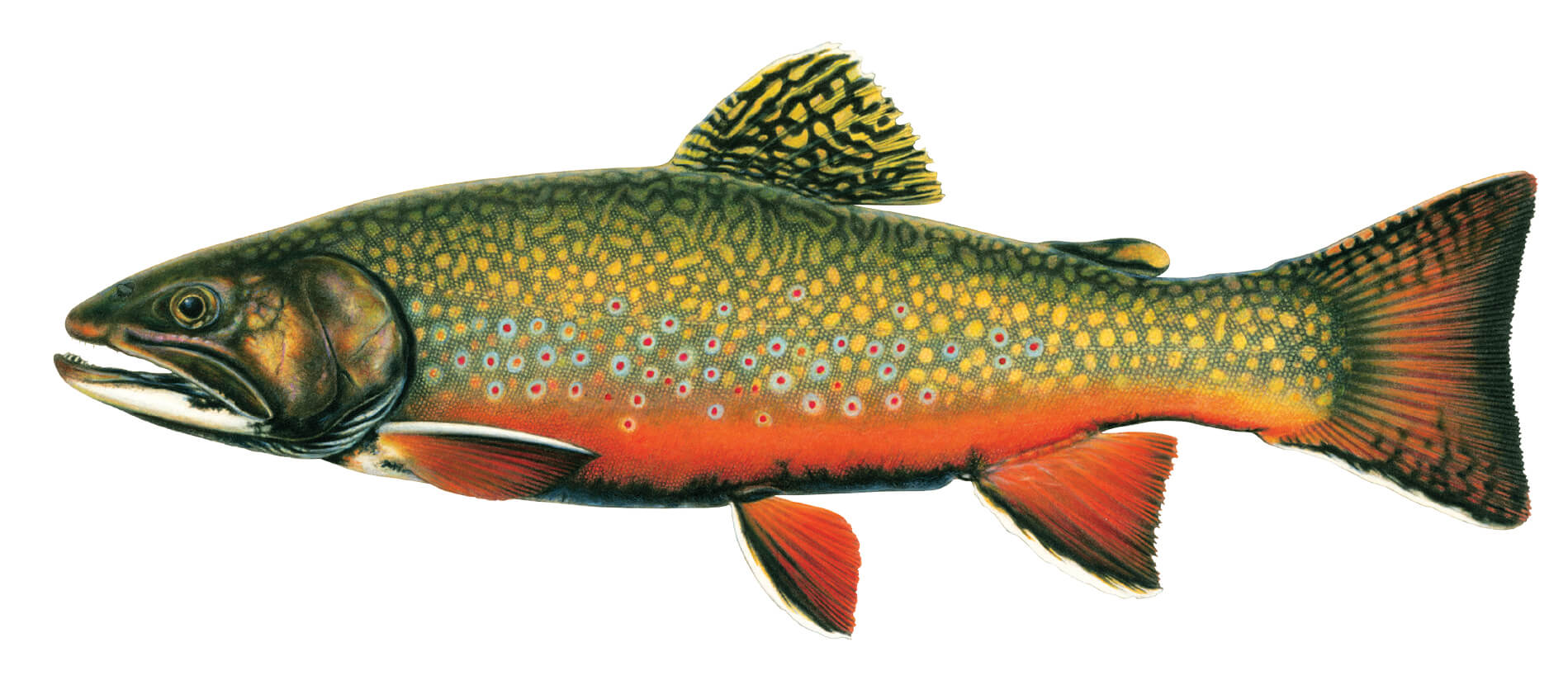 When is a trout not a trout?