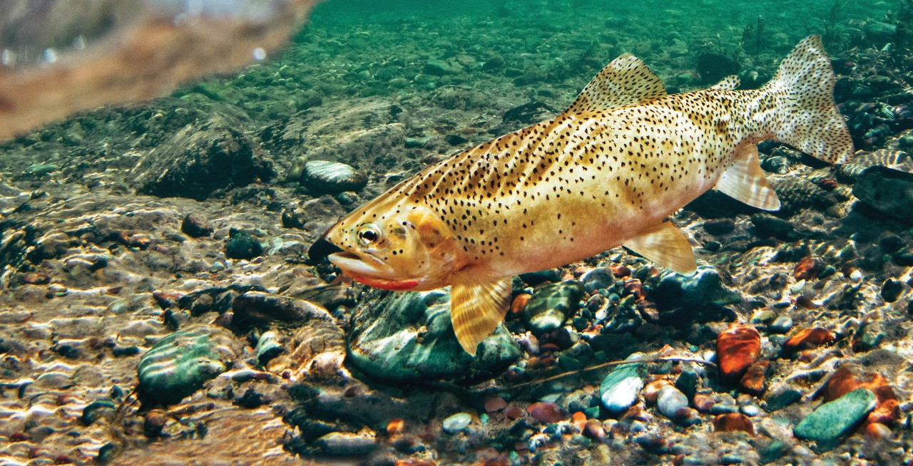 Excursion: Idaho’s Kelly Creek