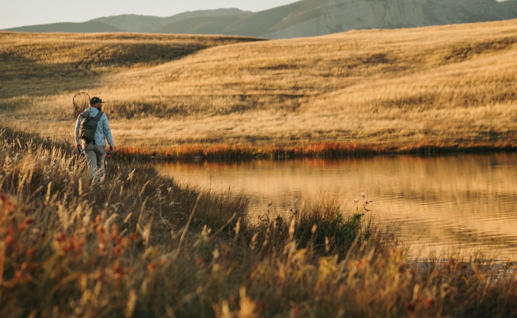 The Brown Trout Paradox