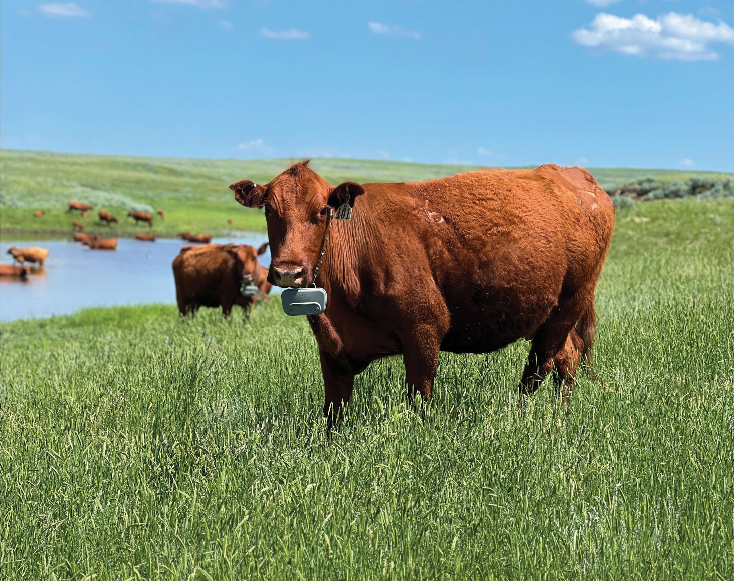 From Beavers to Smart Collars