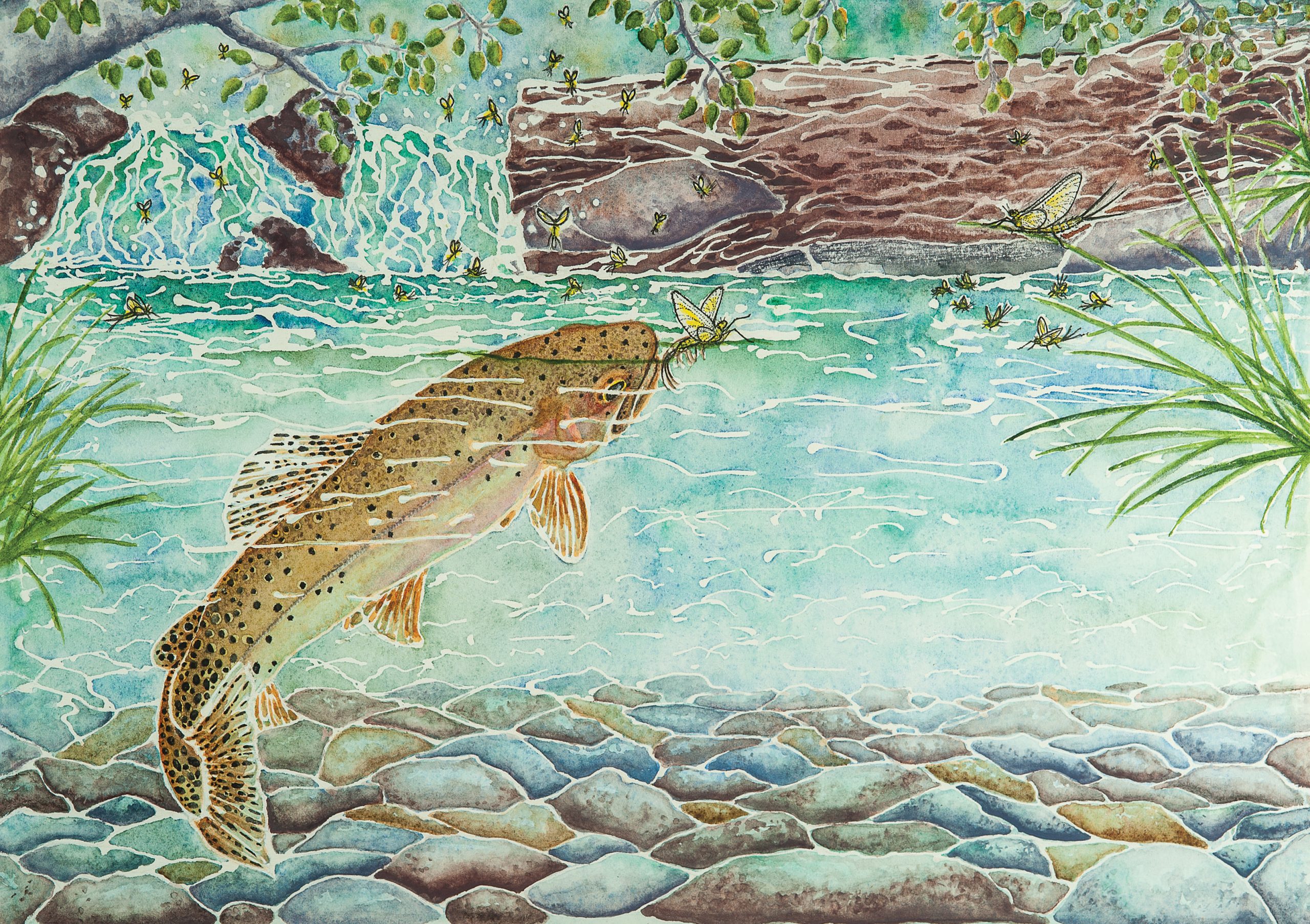 Chasing The Montana Creek Rise