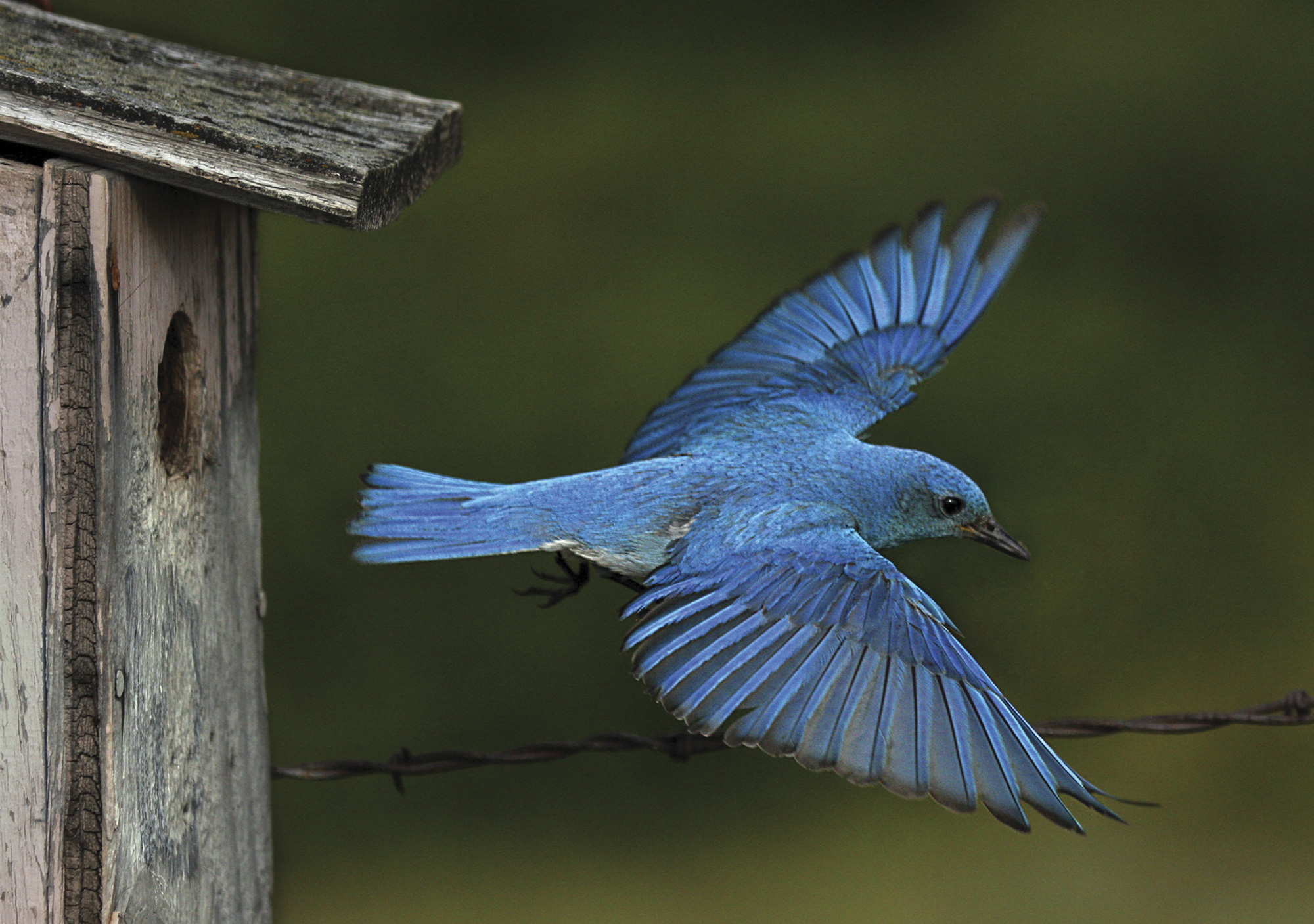 Дерево синей птицы. Bluebird-a922+. Голубая птичка. Птицы на голубом фоне. Маленькая голубая птичка.