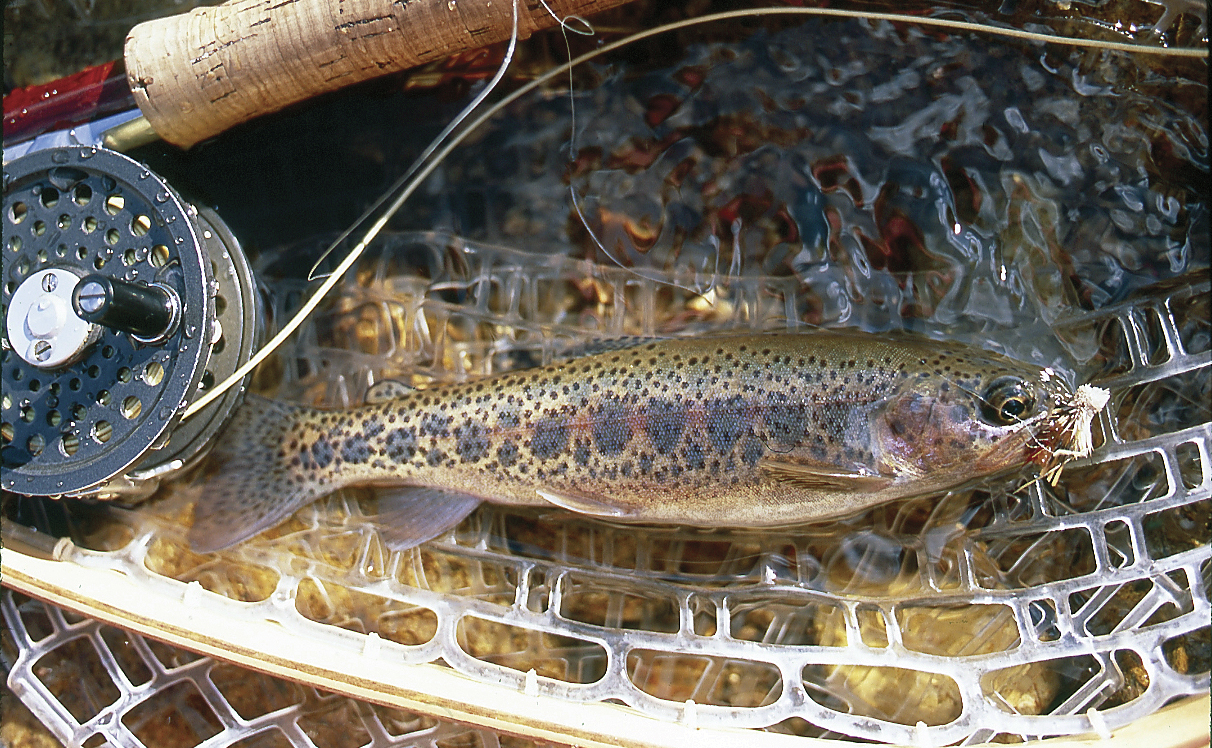 Owyhee River Fly Fishing Eastern Oregon's top rivers