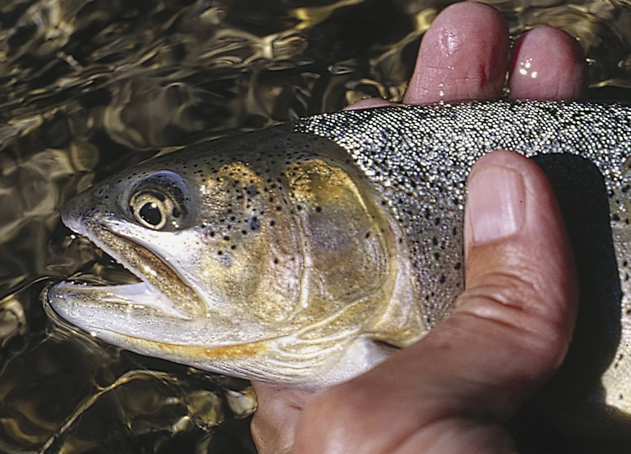 Bee Creek Cutthroat – Page 2 – Monitoring Cutthroat Trout in Bee