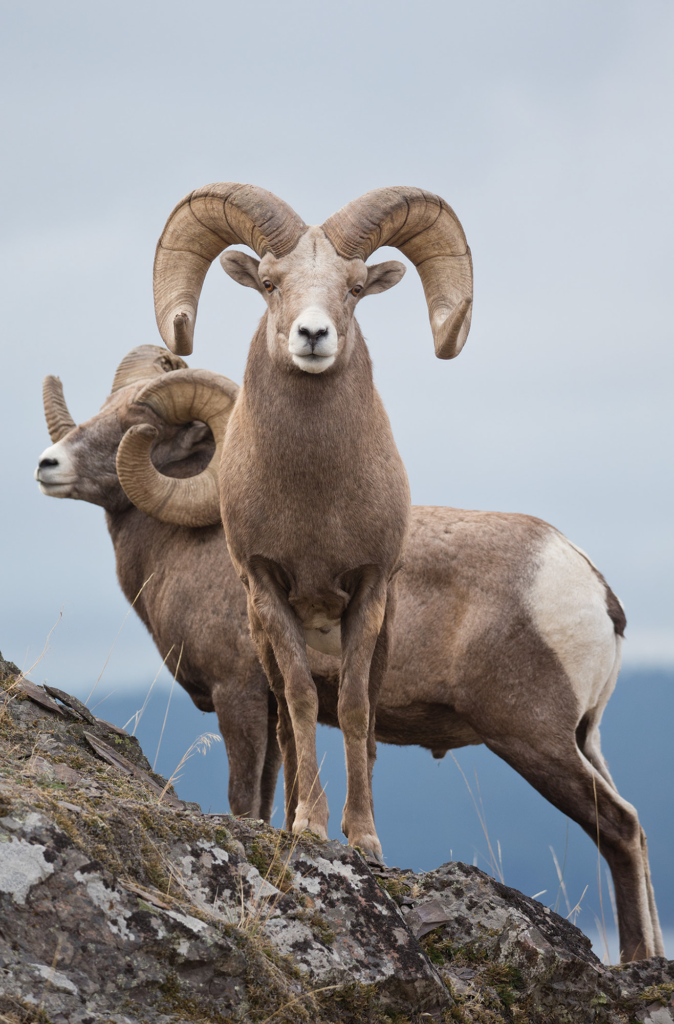 Montana’s Bighorn Sheep Back from the Brink Big Sky Journal